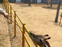 -西霞口神雕山野生动物世界