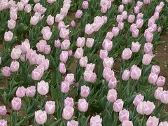 -廊坊文化艺术中心