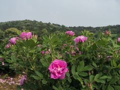-龙寺生态园
