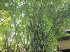 -勐丽梦兰傣味餐厅