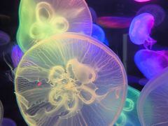 -太平洋海底世界