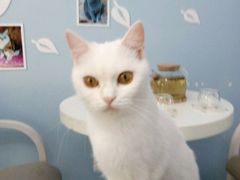 -喵的天空名猫咖啡馆·撸猫·猫舍·用品