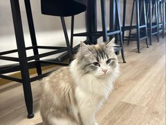-柴迷FANS CLUB·柴犬狗咖·猫咖