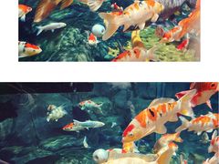 -上海海洋水族馆