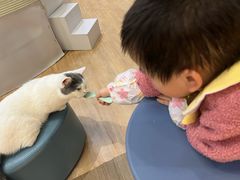 -COLOR PETS 撸猫馆·购猫·猫咖(长风大悦城店)