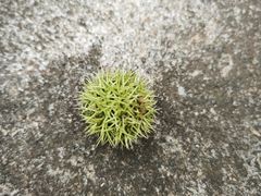 -昆明植物园