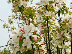 -天王浮山樱花园