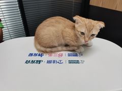 -伟伟宠物医院·CT影像中心·瑞派犬猫综合性门诊(汉口总院)