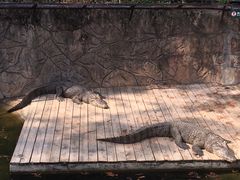 -深圳野生动物园