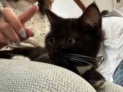 -共舞时光猫咖·狗咖(新街口店)