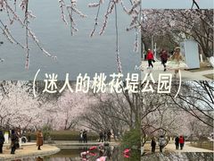 -桃花堤公园