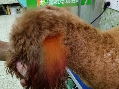 -瑞鹏宠物医院华南总院·夜诊·心脏科·骨科