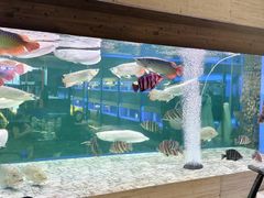 -中环花鸟鱼虫市场