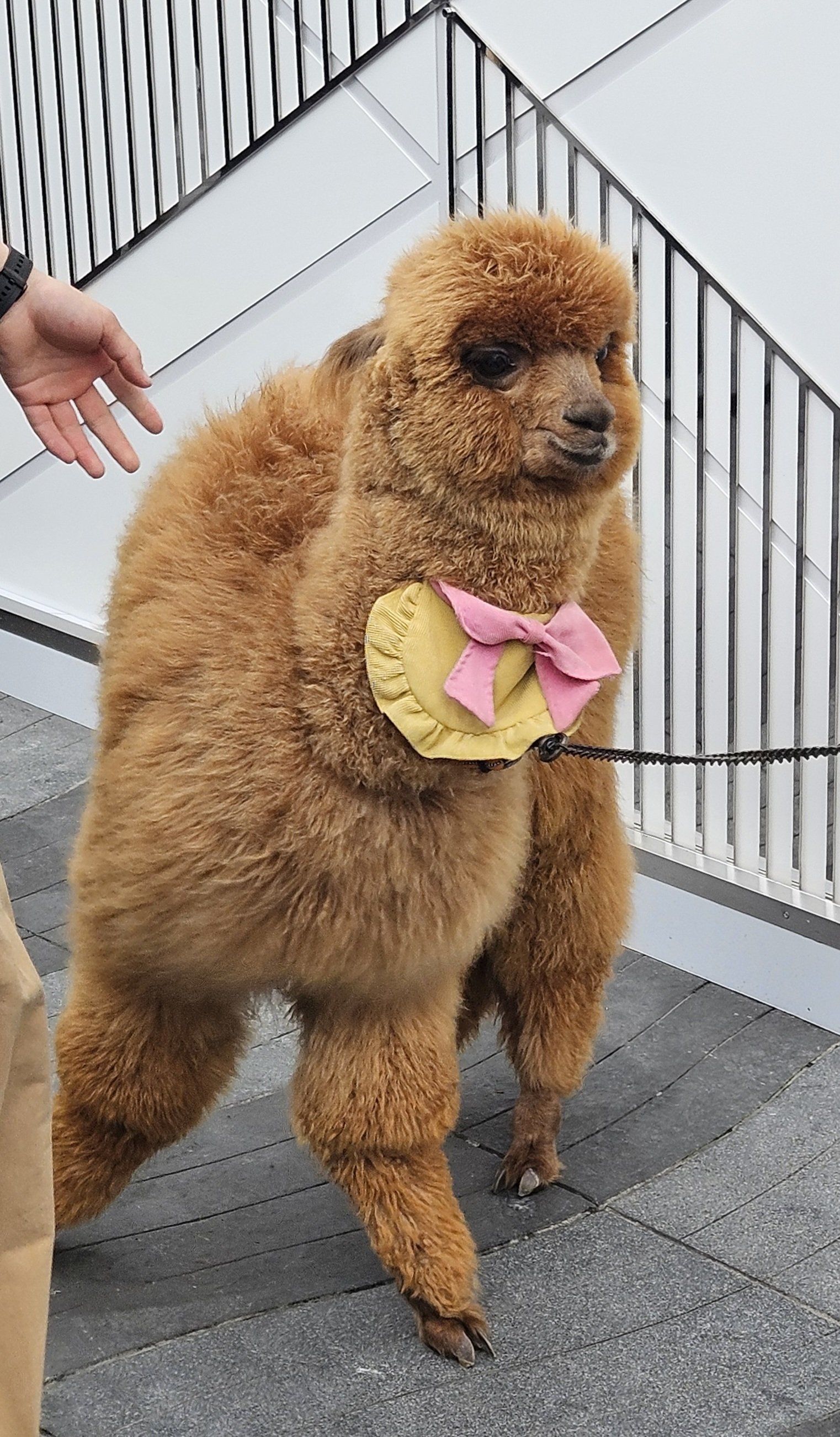 这个颜色的羊驼见过吗