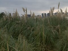 -三垟湿地