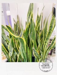 -FUTURE HN男士发型风格设计