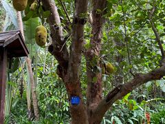 -中国科学院西双版纳热带植物园