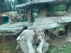 -北京野生动物园