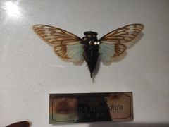 -上海昆虫博物馆