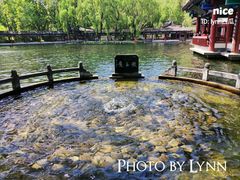 -百脉泉景区