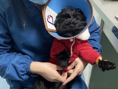 -特一安24小时宠物医院·骨科·中兽医