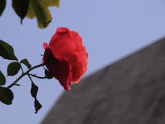 -香蜜公园