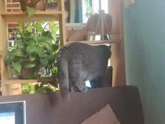 -初见咖啡(青大路店)