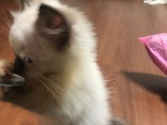 -楼上猫咖(罗湖店)