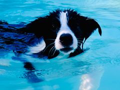 -汪说喵讲宠物乐园宠物酒店(红星美凯龙店)