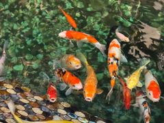 -浣花锦绣(杜甫草堂店)