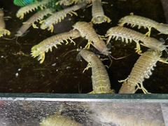 -鸿港海鲜批发市场