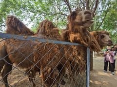 -长白岛森林公园