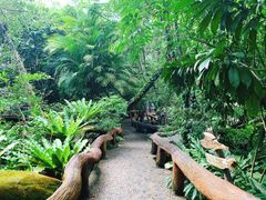 -绿光森林餐厅