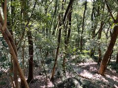 -上海佘山国家森林公园天马山园