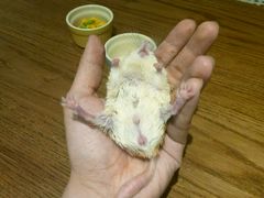 -藦茜花园宠物主题亲子互动体验馆(国顺东路店)