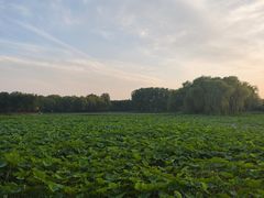 -东郊湿地公园
