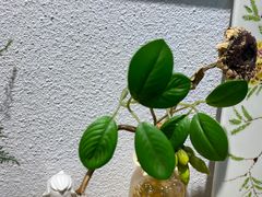 -九秋茶铺(三里屯店)