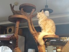 -more than meow吴止猫主题餐厅(承德 中船汇店)