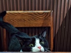 -原田新料理(1912店)