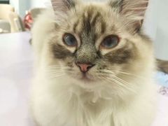 -喵的天空名猫咖啡馆·撸猫·猫舍·用品