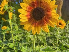 -海心沙亚运公园