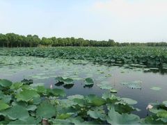 -荷塘月色湿地公园·向阳花洲