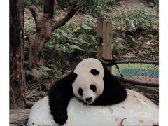 -广州长隆野生动物世界