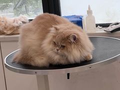 -老吴的猫·猫舍(新区店)