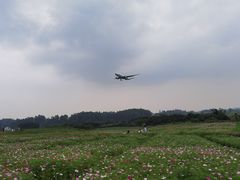 -空港花田景区