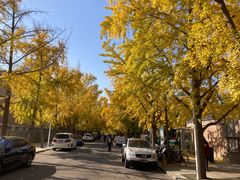 -三里屯东五街银杏大道