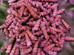 -十二海鲜(南湖店)