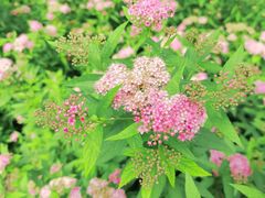 -陈家山荷花公园