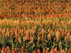 -三圣花乡旅游区