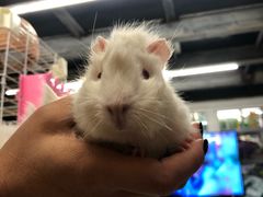 -钓仓鼠(洋桥北里小区店)